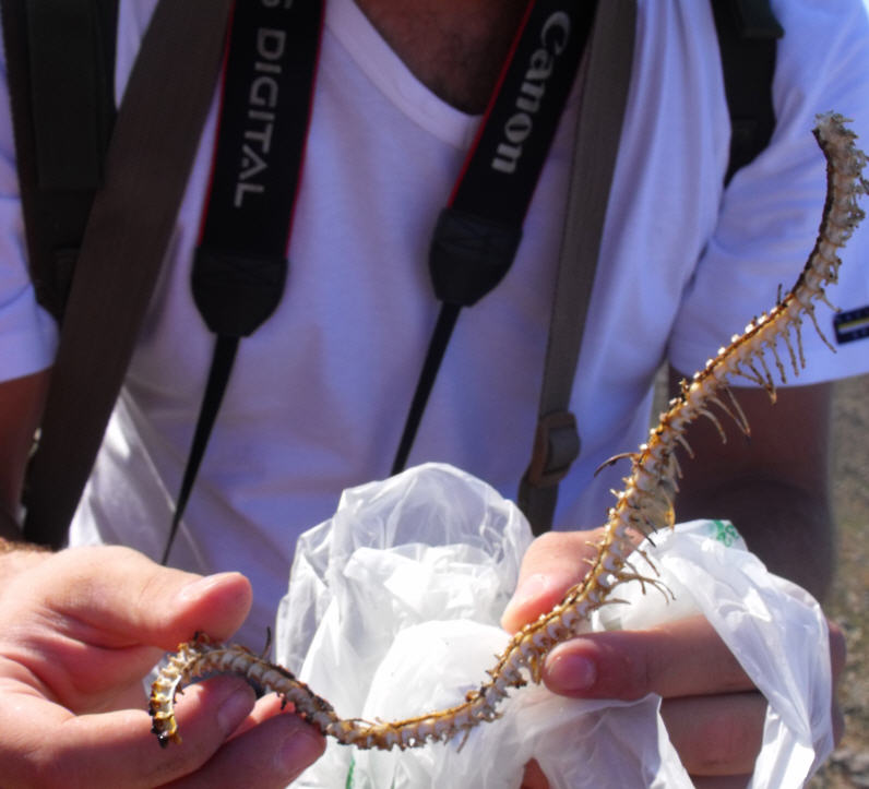 Parte di scheletro di